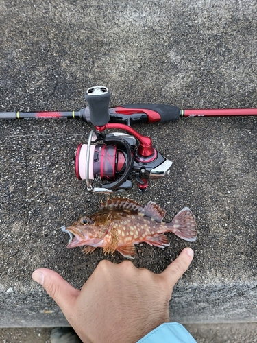 カサゴの釣果