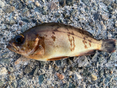 メバルの釣果