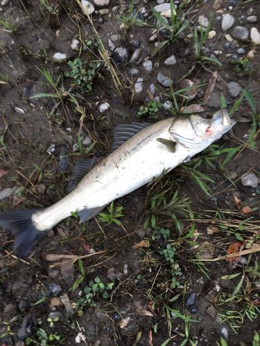 スズキの釣果