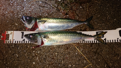 サバの釣果