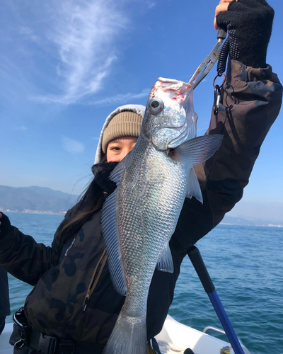 クログチの釣果