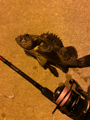 クロソイの釣果