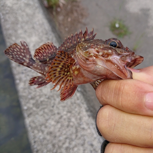 アラカブの釣果