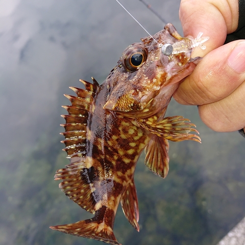 アラカブの釣果