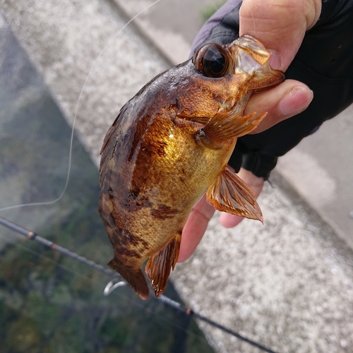 メバルの釣果