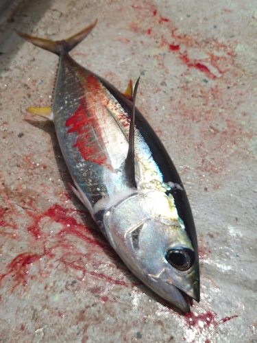 メバチマグロの釣果