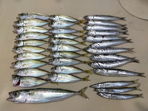 アジの釣果