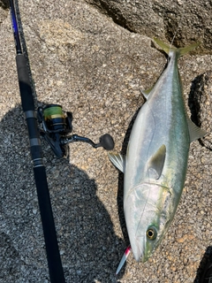 ハマチの釣果