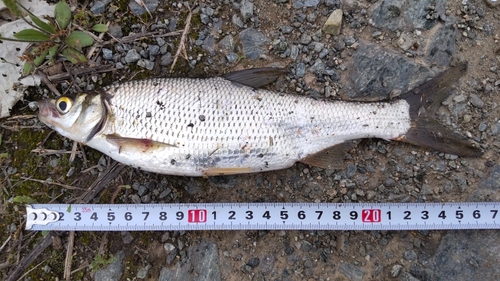 ワタカの釣果