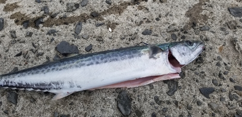 サゴシの釣果