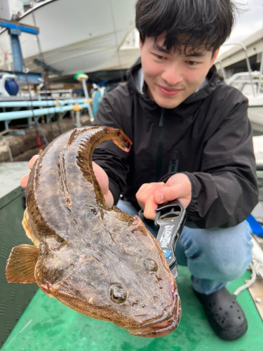 マゴチの釣果