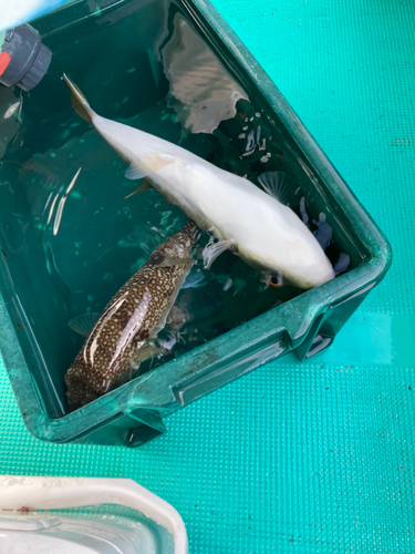 ショウサイフグの釣果