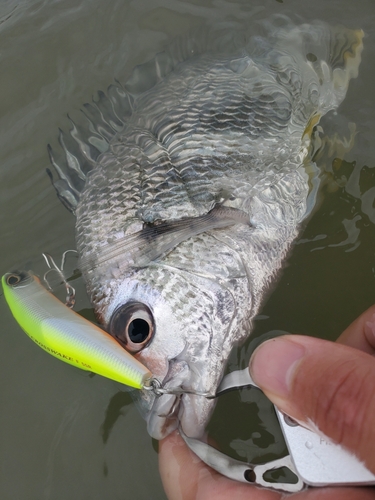 キチヌの釣果