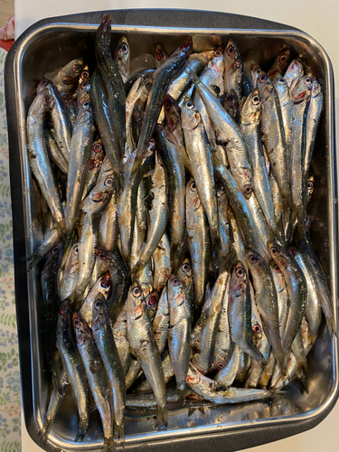 カタクチイワシの釣果