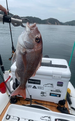 マダイの釣果