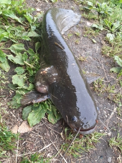 マナマズの釣果