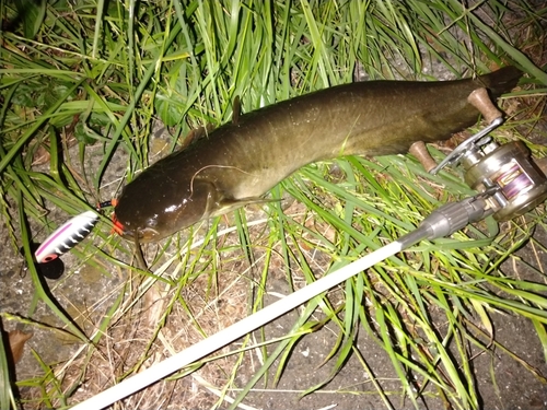 ナマズの釣果