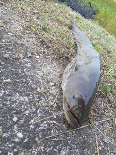 マナマズの釣果