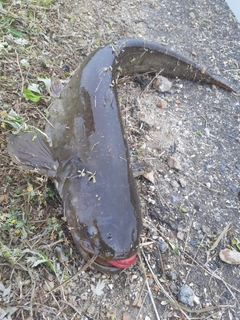 マナマズの釣果