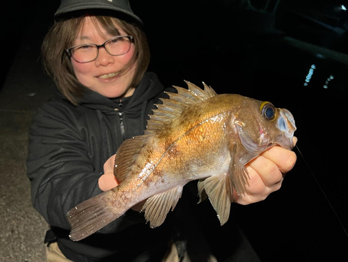 クロメバルの釣果