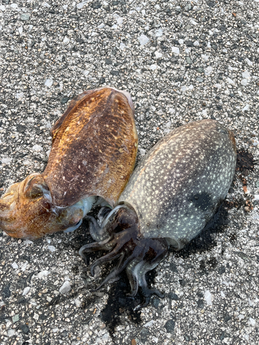 コウイカの釣果