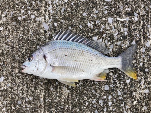 キビレの釣果