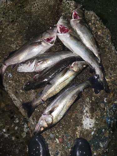 スズキの釣果