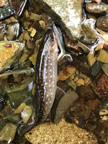 イワナの釣果