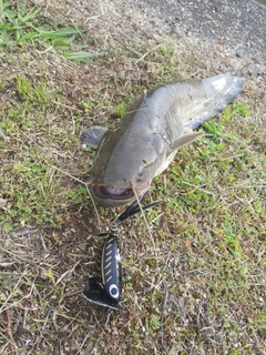 マナマズの釣果