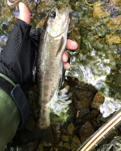 ヤマメの釣果