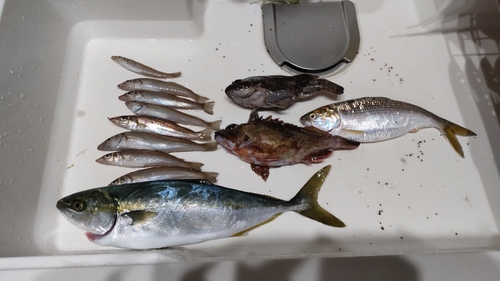 イナダの釣果