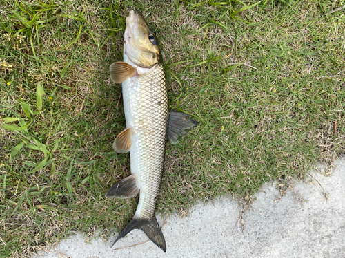 ニゴイの釣果