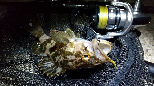 タケノコメバルの釣果