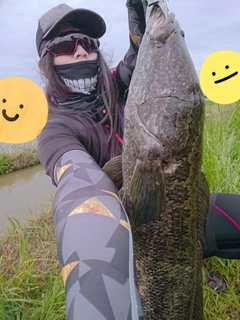 ライギョの釣果