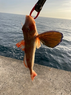 ホウボウの釣果