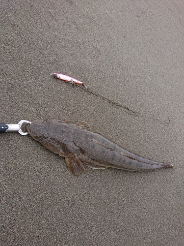 マゴチの釣果