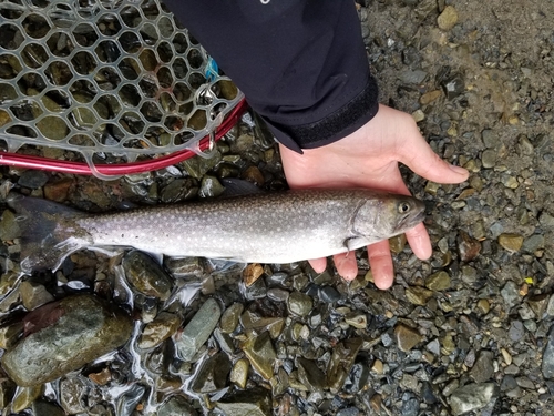 イワナの釣果