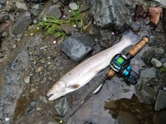 イワナの釣果