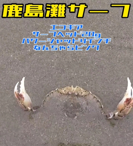 カニの釣果