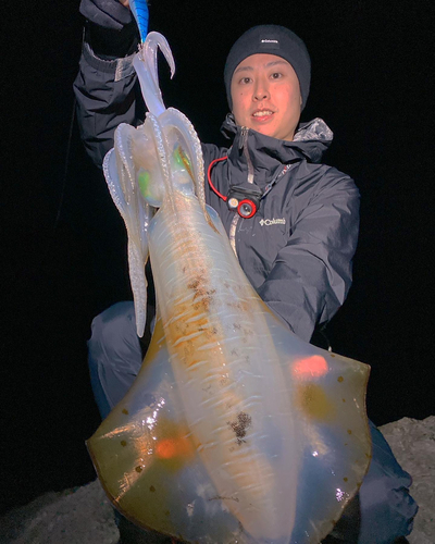 アオリイカの釣果