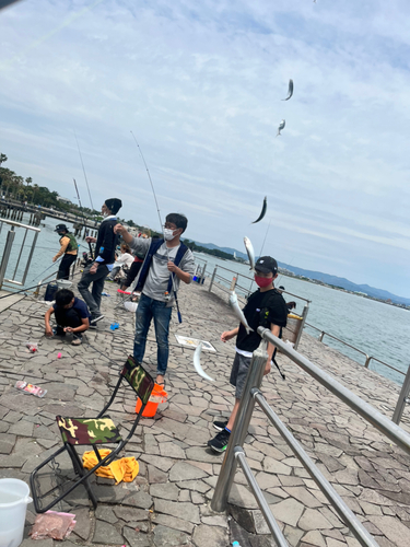 イワシの釣果