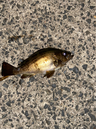 メバルの釣果