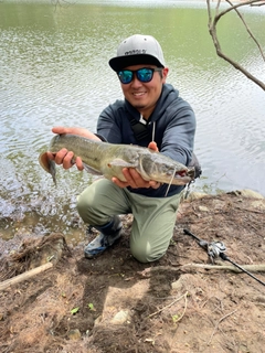 ナマズの釣果