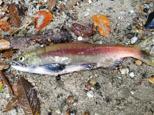 ヒメマスの釣果