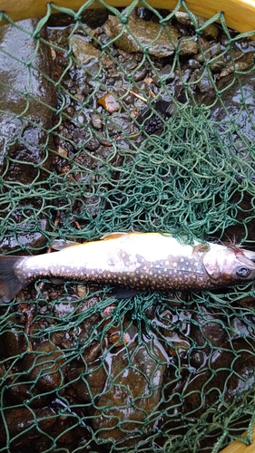 イワナの釣果