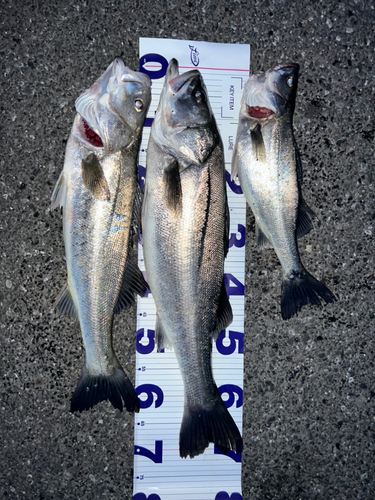 シーバスの釣果