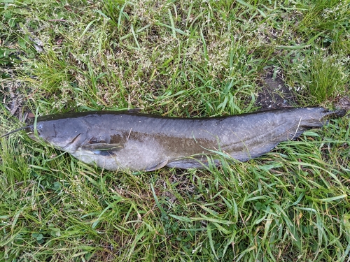 マナマズの釣果