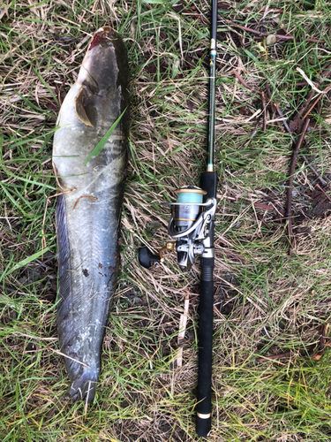 ナマズの釣果