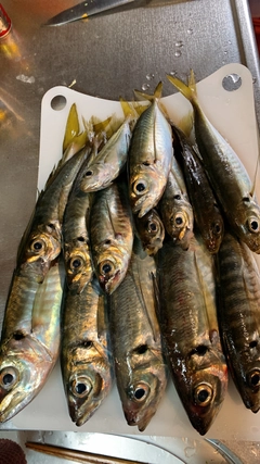アジの釣果