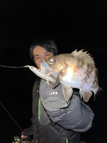 シロメバルの釣果